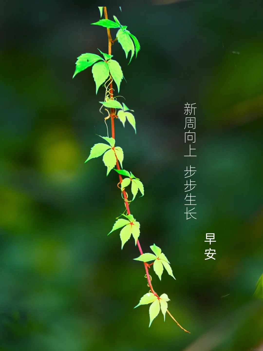 新的一周，稳步向前